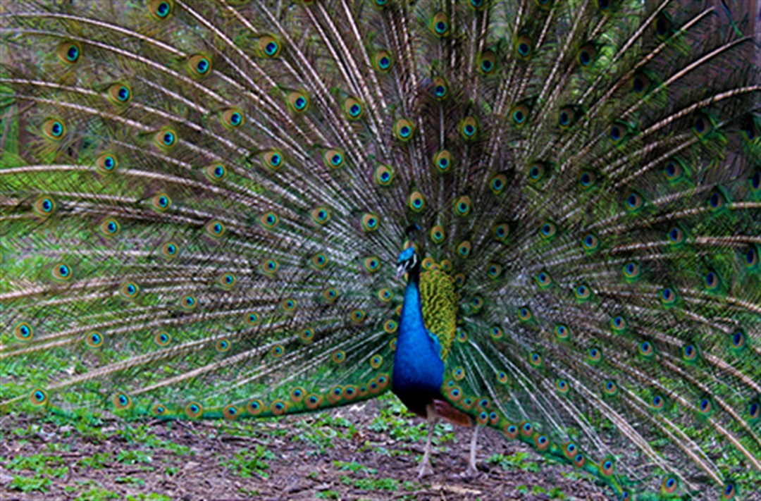 Peafowl City Of San Antonio