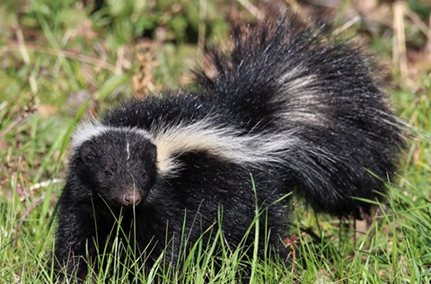 Skunk in the grass.