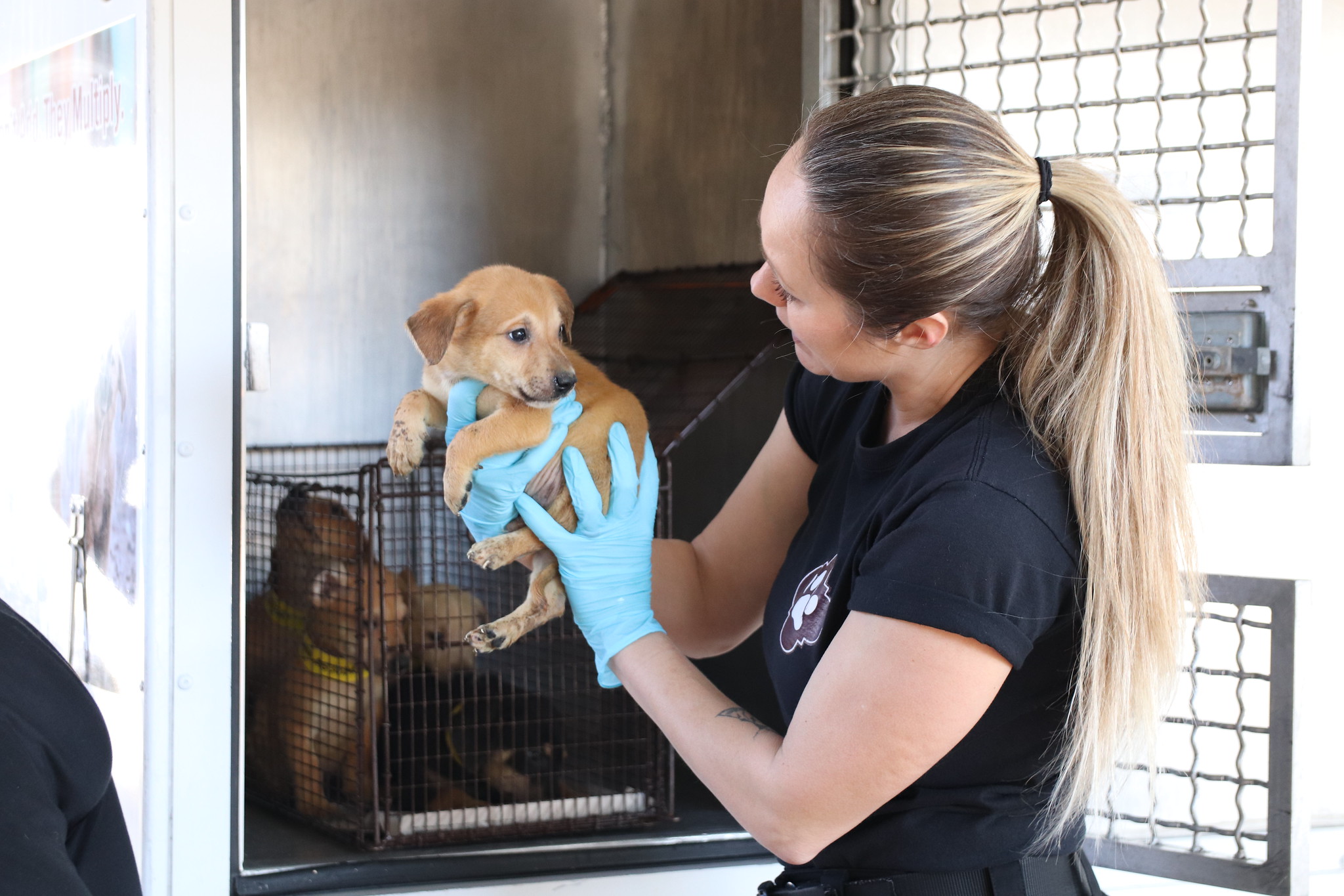 Canine store adoption center