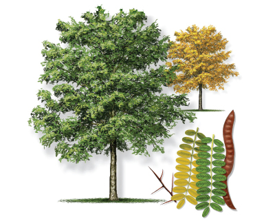 Illustration of a honeylocust tree with leaf and bloom.