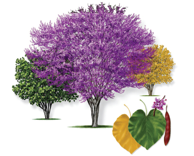 Illustration of a Texas Redbud tree with leaf and bloom.