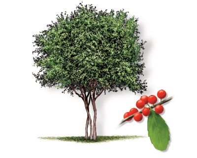 Illustration of a Yaupon Holly tree with leaf and bloom.