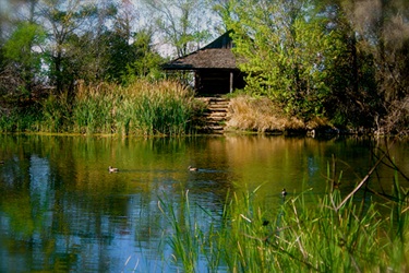 A quaint cabin perched by a serene lake.