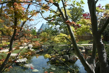 A close of two vibrant green trees on the foreground, showcasing a pond and the beauty of nature.